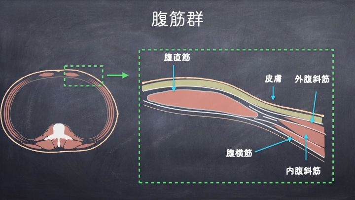 体幹腹筋群